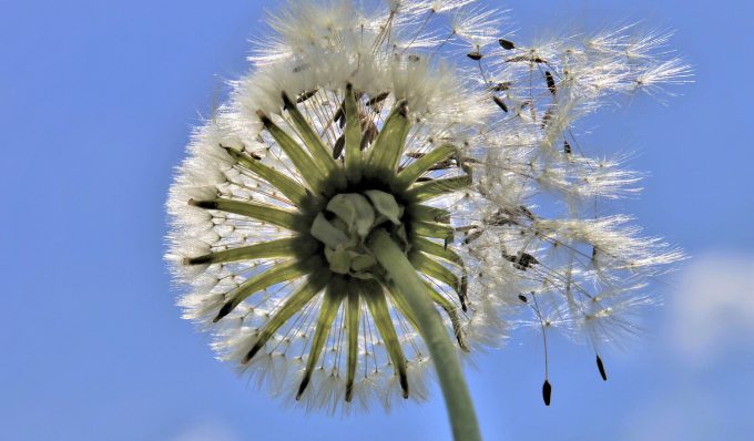 Afbeelding van een bloem bij de pagina over berekenen we de energieprestatie van een gebouw met behulp van de NTA 8800